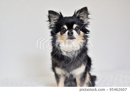 Sitting senior dog Chihuahua 95462607