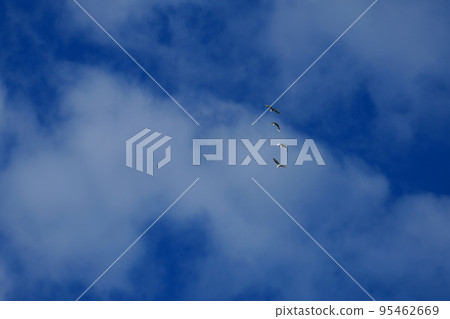 一群蒼鷺在天上飛 一群蒼鷺在天上飛 95462669