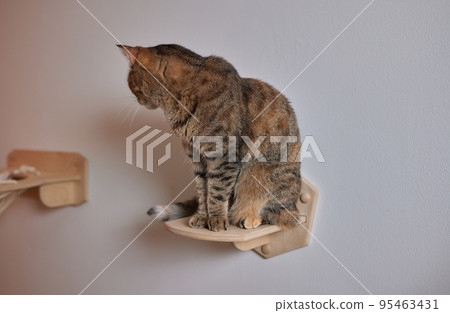 Cat scratching post wall mounted in modern room for pet on white wall, stylish decoration for cat owner with copy space. Cat scratching post wall mounted in modern room for pet on white wall, stylish decoration for cat owner with copy space. 95463431