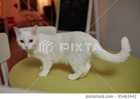 A beautiful kitten where else can rest after a hard day's work if not on the dining table. A beautiful kitten where else can rest after a hard day's work if not on the dining table. 95463442