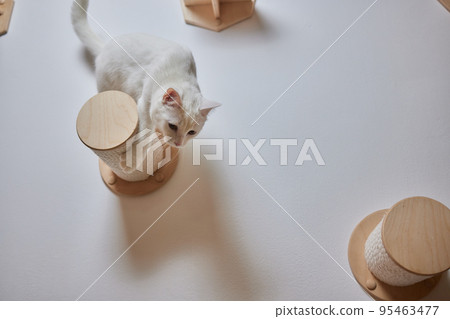 Cat scratching post wall mounted in modern room for pet on white wall, stylish decoration for cat owner with copy space. 95463477