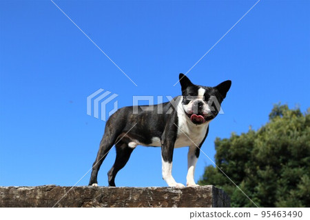 Mighty,一隻喜歡在坂戶市玩狗跑的波士頓梗犬,同時爬上木製平台並可愛地盯著他看♡ Mighty,一隻喜歡在坂戶市玩狗跑的波士頓梗犬,同時爬上木製平台並可愛地盯著他看♡ 95463490