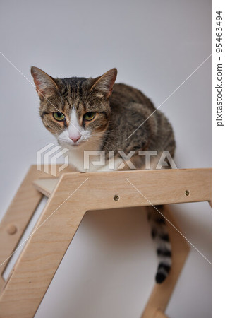 Cat scratching clearance post pet stock