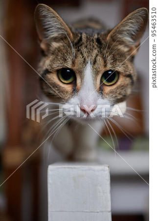 A beautiful kitten where else can rest after a hard day's work if not on the dining table. A beautiful kitten where else can rest after a hard day's work if not on the dining table. 95463510