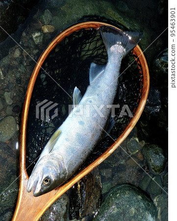 我把山梅鱒魚放在著陸網上拍了張照片。 95463901