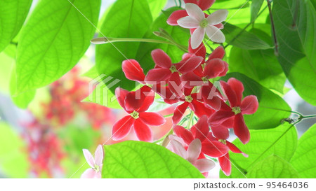 Red flower tropical plant (May) Shikunshi 08H16.9 95464036