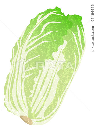 Chinese cabbage hand-drawn style Chinese cabbage hand-drawn style 95464436