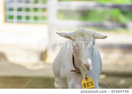 sleepy goat sleepy goat 95464748