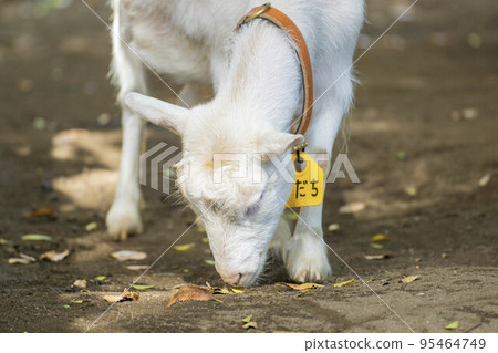 Goat eating Goat eating 95464749