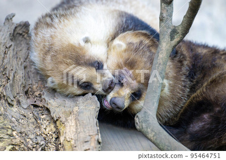 friendly badger friendly badger 95464751