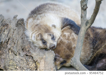 友好的獾 95464752