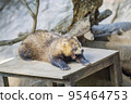 sleepy badger 95464753