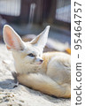 fennec fox looking out 95464757