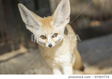 Fennec 95464758