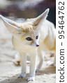 approaching fennec fox 95464762