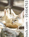 two fennec foxes 95464763