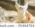 Fennec fox looking at the sky 95464764