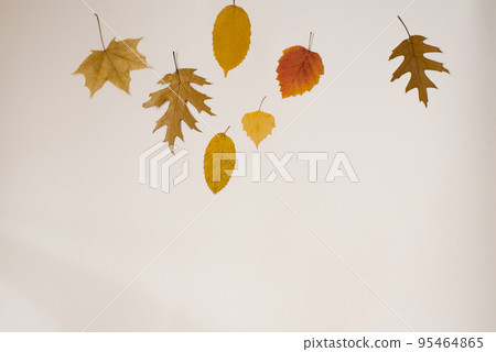 Autumn composition. Autumn leaves on a light background. Flat lay, top view, copy space 95464865