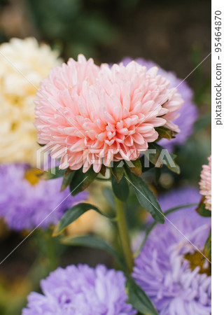 Coral aster flower in the garden Coral aster flower in the garden 95464870