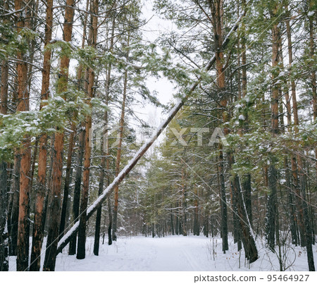 Pine winter snowy forest on a cloudy frosty day 95464927