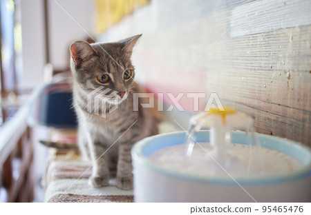 Pet water dispenser with automatic gravity refill. Pet water dispenser with automatic gravity refill. 95465476