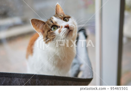 cute cat laying in wall glass mounted bed. 95465501