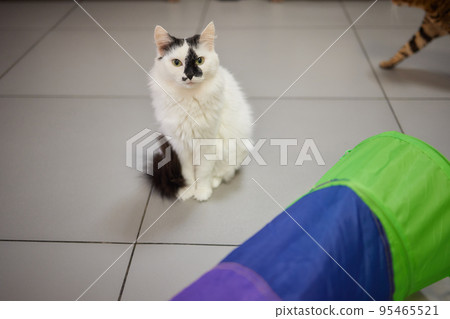 Calico Cat Framed and Alert in Cat Tunnel Toy. 95465521