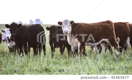 Steers grazing on the Pampas plain, Argentina Steers grazing on the Pampas plain, Argentina 95465677