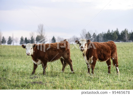 Steers grazing on the Pampas plain, Argentina 95465678