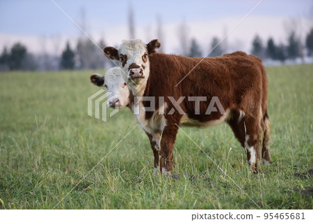 Steers grazing on the Pampas plain, Argentina 95465681