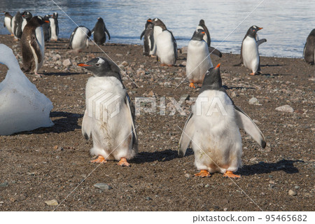 Gentoo Penguin, Neko Harbour,Antartica Gentoo Penguin, Neko Harbour,Antartica 95465682