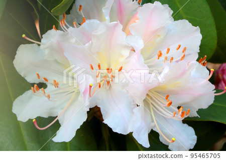 Close-up of a blooming white branch of azalea in spring. Close-up of a blooming white branch of azalea in spring. 95465705
