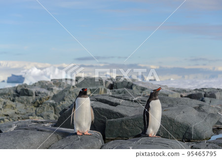 Gentoo penguin on rock in Antarctica 95465795