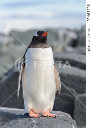 Gentoo penguin on rock in Antarctica 95465796