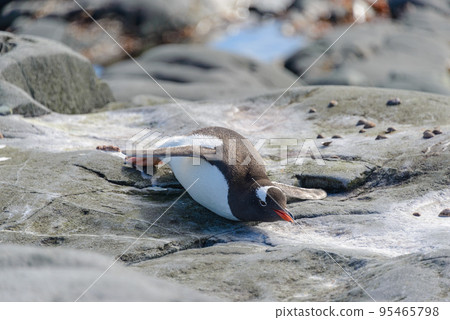 Gentoo penguin laying on rock in Antarctica 95465798