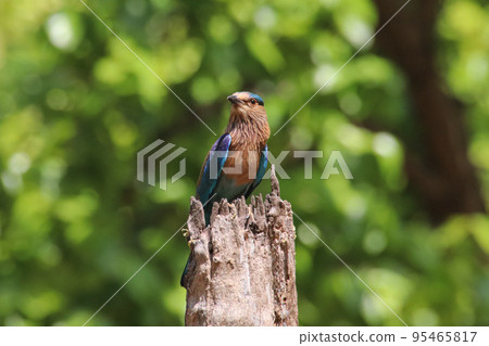 Bandhavgarh 國家公園的印度滾筒（印度） 95465817