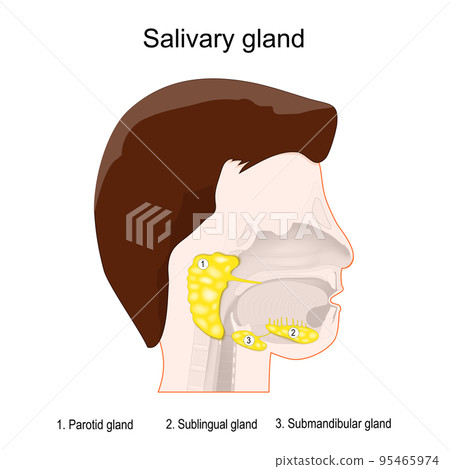 Human's head with three main paired salivary glands: Parotid, Submandibular, and Sublingual. Human's head with three main paired salivary glands: Parotid, Submandibular, and Sublingual. 95465974