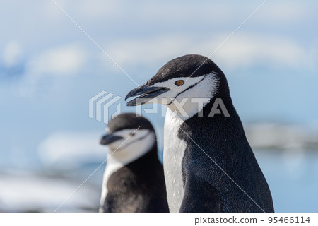 chinstrap penguin on the beach in Antarctica close up 95466114