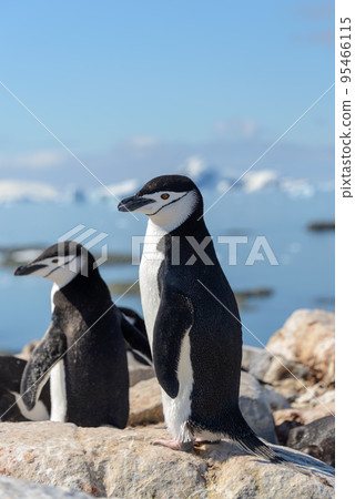 Chinstrap penguin on the beach in Antarctica Chinstrap penguin on the beach in Antarctica 95466115