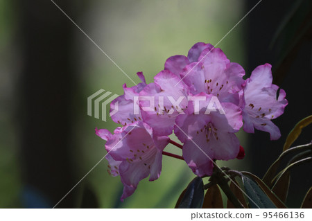 Azuma rhododendron blooming beautifully in the clear alpine air 95466136