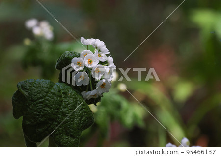 Sankayou 與美麗的白花在清澈的高山空氣中 95466137