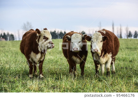 Steers grazing on the Pampas plain, Argentina Steers grazing on the Pampas plain, Argentina 95466176