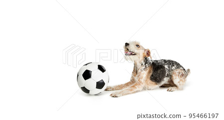 Studio shot of beautiful purebred Fox terrier dog posing, playing with football ball isolated over white background. 95466197