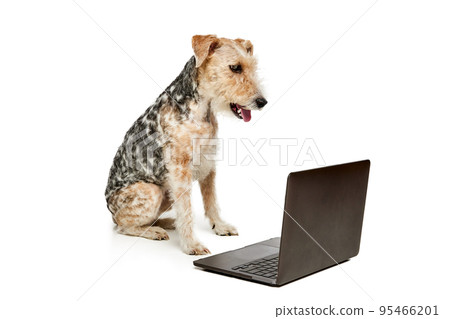 Studio shot of beautiful purebred Fox terrier dog posing, sitting with laptop isolated over white background. 95466201