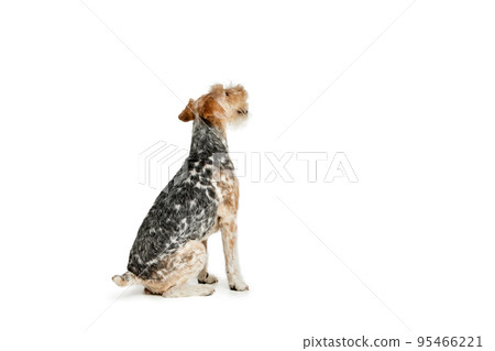 Studio shot of beautiful purebred Fox terrier dog posing, calmly sitting isolated over white background. Side view Studio shot of beautiful purebred Fox terrier dog posing, calmly sitting isolated over white background. Side view 95466221