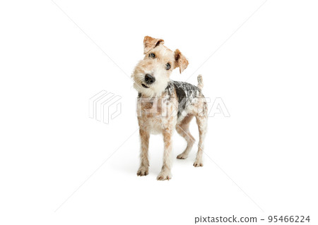 Studio shot of beautiful purebred Fox terrier dog posing isolated over white background. Looking at camera with interest 95466224