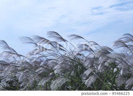 Pampas grass 95466225