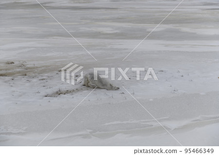 Wild arctic fox (Vulpes Lagopus) in tundra in winter time. 95466349