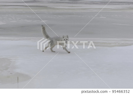 Happy arctic fox in winter tundra. Funny arctic fox. 95466352