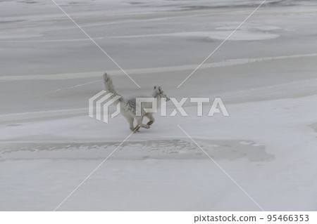 Happy arctic fox in winter tundra. Funny arctic fox. 95466353